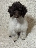 Rupert, a male Poodle - Miniature  for sale in Pueblo, CO – 2 of 10