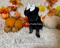 Kalea, a female Poodle - Toy  for sale in Pueblo, CO – 6 of 10