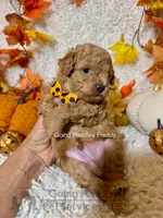 Freddy, a male Poodle - Toy  for sale in Pueblo, CO – 5 of 8