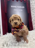 Freddy, a male Poodle - Toy  for sale in Pueblo, CO – 4 of 8
