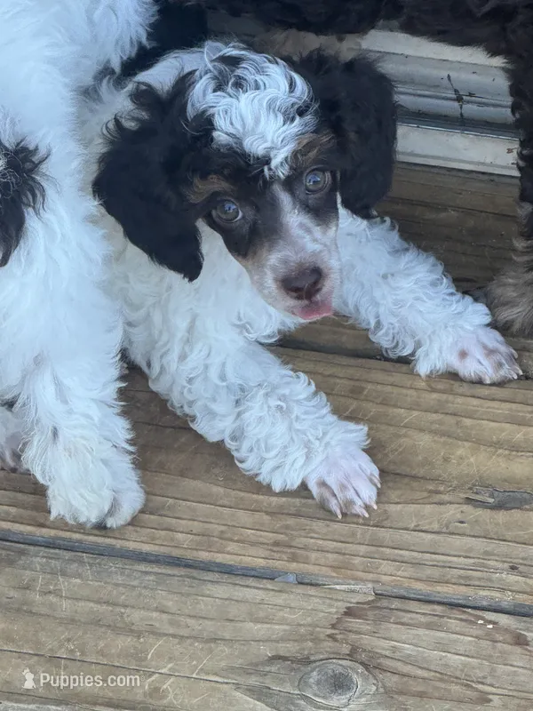 Dugal – Poodle - Miniature  puppy for sale in Pueblo, CO
