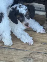 Dugal, a male Poodle - Miniature  for sale in Pueblo, CO – 1 of 8