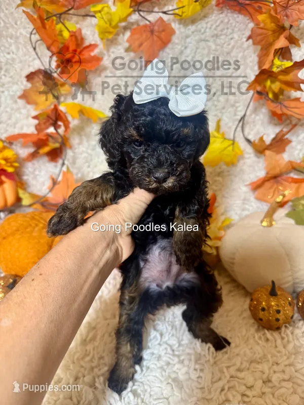 Kalea – Poodle - Toy  puppy for sale in Pueblo, CO