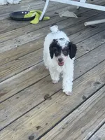 Dugal, a male Poodle - Miniature  for sale in Pueblo, CO – 5 of 8