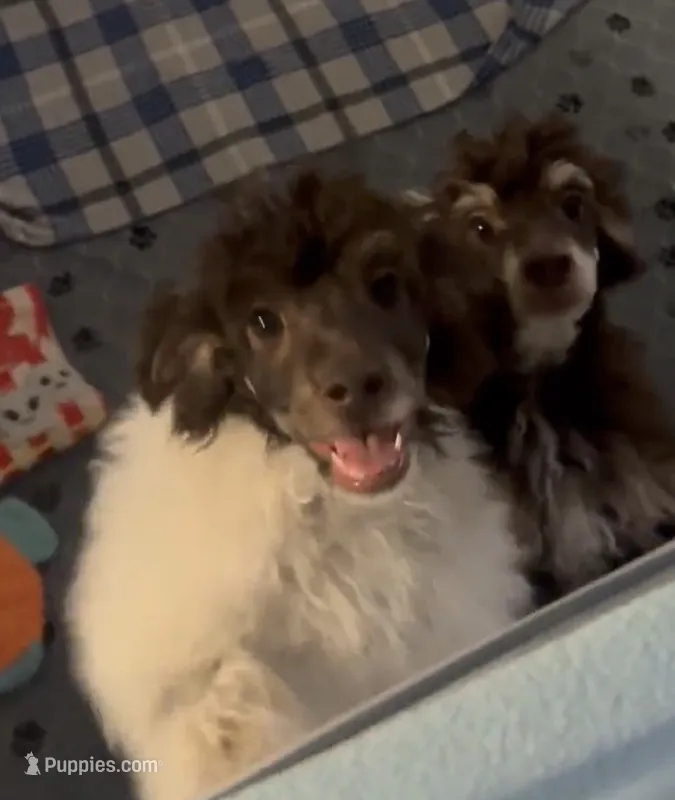 Rupert – Poodle - Miniature  puppy for sale in Pueblo, CO
