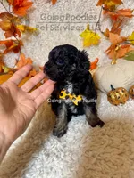 Touille, a male Poodle - Toy  for sale in Pueblo, CO – 3 of 6