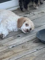 Jaime, a male Poodle - Miniature  for sale in Pueblo, CO – 2 of 5