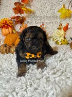 Kyle, a male Poodle - Toy  for sale in Pueblo, CO – 5 of 9