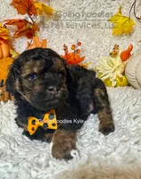 Kyle, a male Poodle - Toy  for sale in Pueblo, CO – 7 of 9