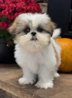 Julie, a female Shih Tzu for sale in Leetonia, OH – 3 of 5