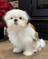 Jr., a male Shih Tzu for sale in Leetonia, OH – 4 of 5