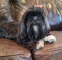 Baby Boo, a female Shih Tzu for sale in Leetonia, OH – 4 of 6