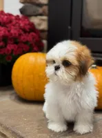 Joey, a male Shih Tzu for sale in Leetonia, OH – 5 of 6