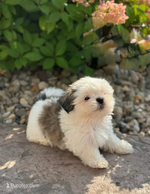 Jr. – Shih Tzu puppy for sale in Leetonia, OH