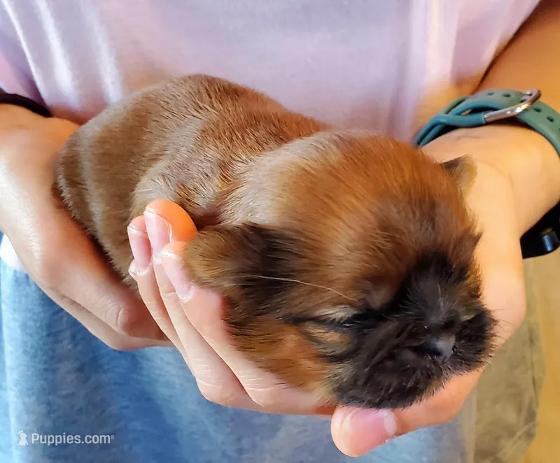 Fluffy, a female Shih Tzu for sale in Leetonia, OH – Photo 1 of 3