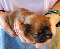 Fluffy, a female Shih Tzu for sale in Leetonia, OH – Photo 1 of 3