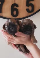 Fluffy, a female Shih Tzu for sale in Leetonia, OH – Photo 2 of 5