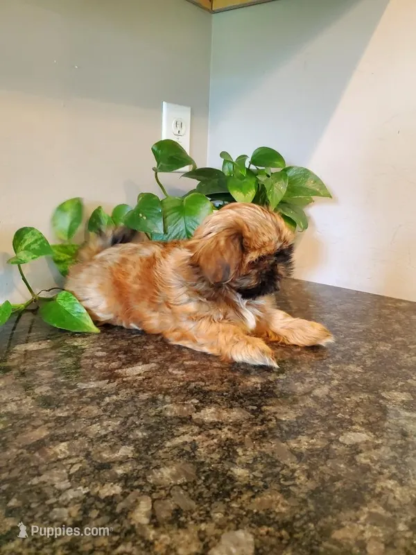 Fluffy – Shih Tzu puppy for sale in Leetonia, OH