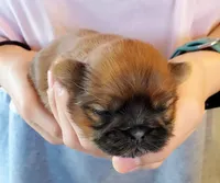 Fluffy, a female Shih Tzu for sale in Leetonia, OH – Photo 2 of 3