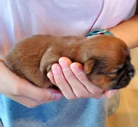 Fluffy, a female Shih Tzu for sale in Leetonia, OH – Photo 3 of 3