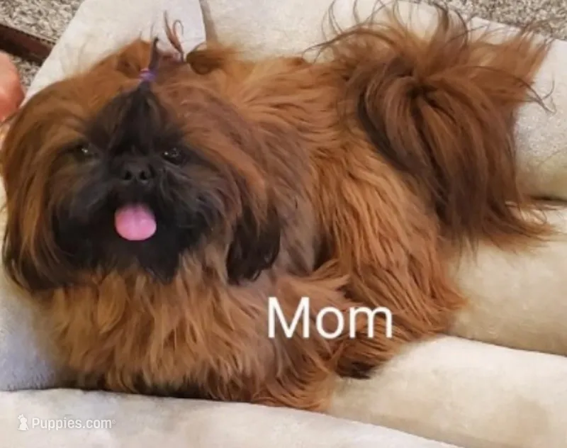 Fluffy – Shih Tzu puppy for sale in Leetonia, OH