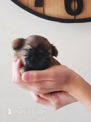 Fluffy – Shih Tzu puppy for sale in Leetonia, OH