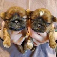 Fluffy, a female Shih Tzu for sale in Leetonia, OH – Photo 3 of 5