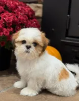 Joey, a male Shih Tzu for sale in Leetonia, OH – 4 of 6