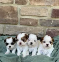 Jr., a male Shih Tzu for sale in Leetonia, OH – 2 of 2