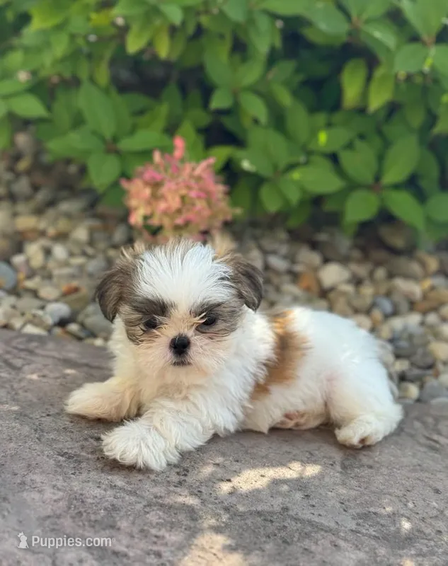 Julie – Shih Tzu puppy for sale in Leetonia, OH