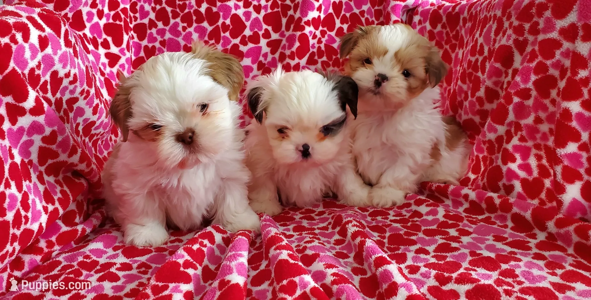 Dapple, a male Shih Tzu for sale in Leetonia, OH – Photo 3 of 5