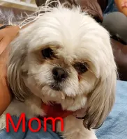 Dapple, a male Shih Tzu for sale in Leetonia, OH – Photo 4 of 5