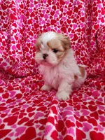 Dapple, a male Shih Tzu for sale in Leetonia, OH – Photo 1 of 5