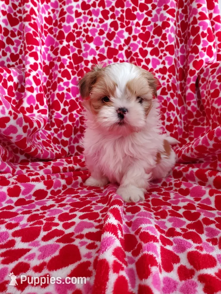 Dapple, a male Shih Tzu for sale in Leetonia, OH – Photo 2 of 5