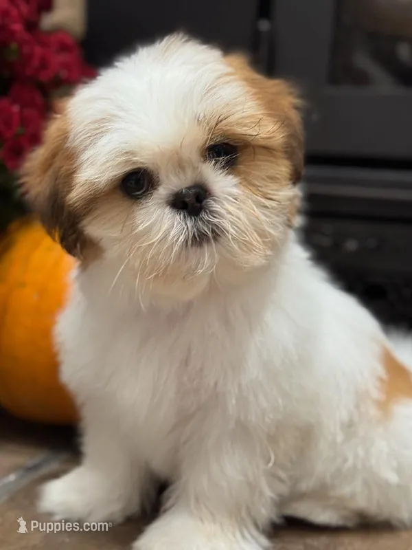 Joey – Shih Tzu puppy for sale in Leetonia, OH
