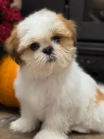 Joey, a male Shih Tzu for sale in Leetonia, OH – 1 of 6