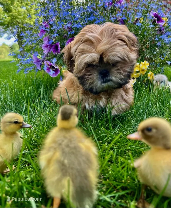Freida – Shih Tzu puppy for sale in Leetonia, OH