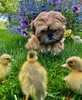 Freida, a female Shih Tzu for sale in Leetonia, OH – 1 of 8