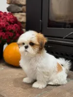 Joey, a male Shih Tzu for sale in Leetonia, OH – 3 of 6
