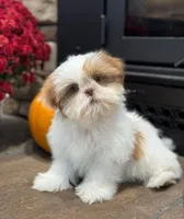 Jewel , a female Shih Tzu for sale in Leetonia, OH – 3 of 5