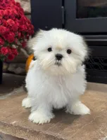 Jr., a male Shih Tzu for sale in Leetonia, OH – 3 of 5
