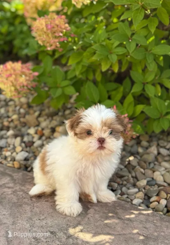 Jewel  – Shih Tzu puppy for sale in Leetonia, OH