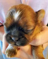 Flurry, a female Shih Tzu for sale in Leetonia, OH – Photo 2 of 4