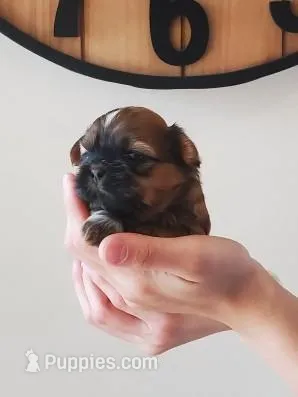 Flurry – Shih Tzu puppy for sale in Leetonia, OH