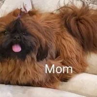 Flurry, a female Shih Tzu for sale in Leetonia, OH – Photo 4 of 5