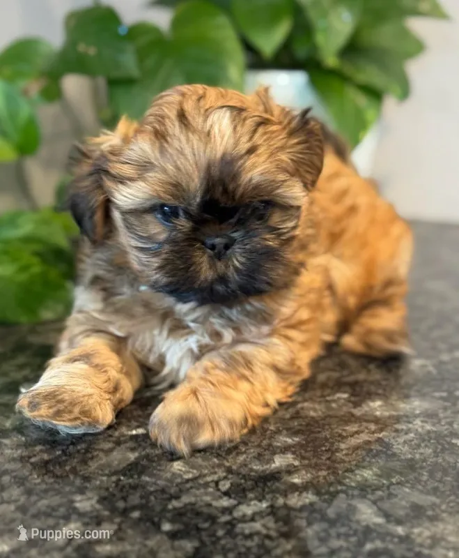 Flurry – Shih Tzu puppy for sale in Leetonia, OH