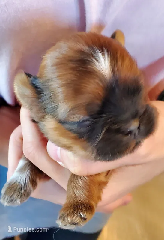 Flurry, a female Shih Tzu for sale in Leetonia, OH – Photo 1 of 4