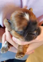 Flurry, a female Shih Tzu for sale in Leetonia, OH – Photo 1 of 4