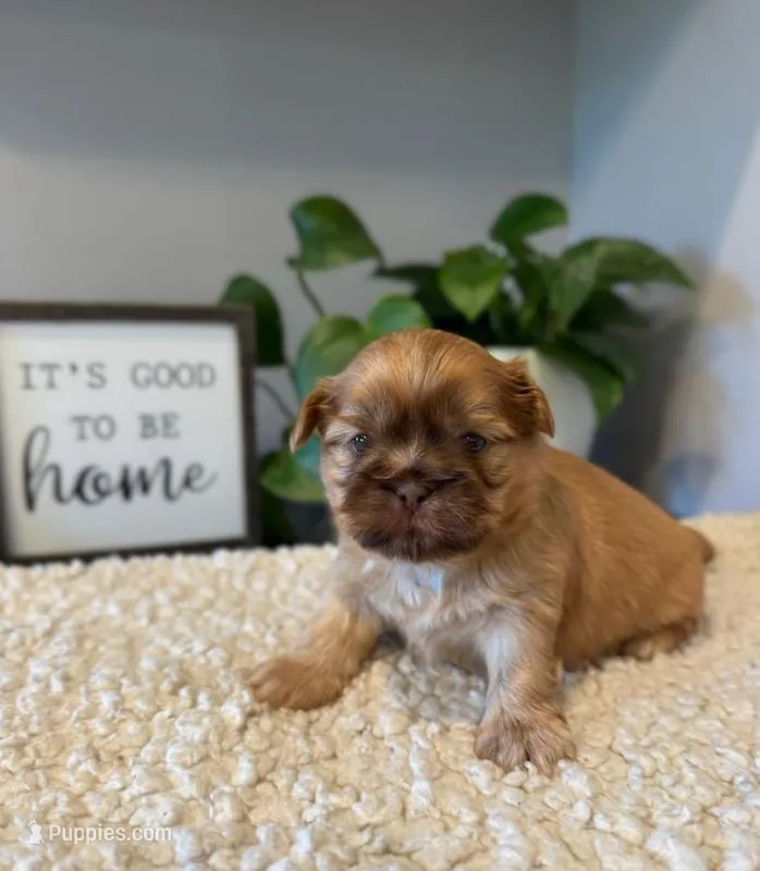 Freddie – Shih Tzu puppy for sale in Leetonia, OH