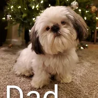 Freddie, a male Shih Tzu for sale in Leetonia, OH – Photo 5 of 5